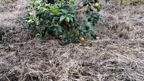 老家几座山全部被承包来种植柑橘,几年了,已经开始陆续挂果