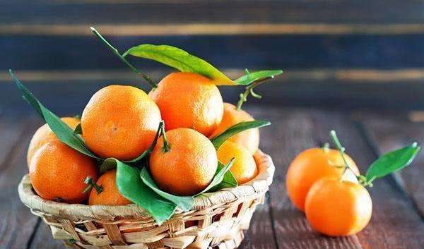 柑橘品种大比拼,三个品种中,哪个未来发展潜力更好