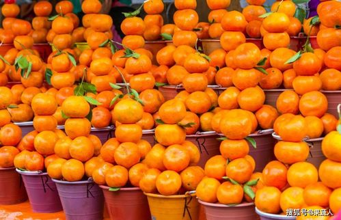 四川晚熟柑橘渐成规模,冷链成制约发展的关键因素