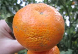 柑橘果面伤痕多,问题出在哪