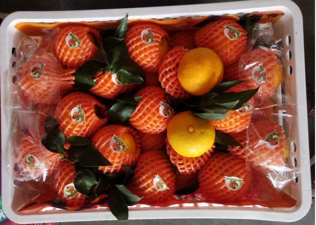 今年柑橘市场遇冷,销售形势不乐观,种植者要提前做好应对措施
