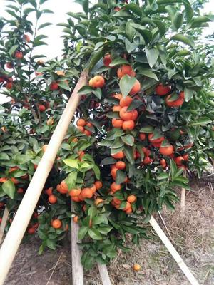 广西柑橘产量已位居全国第一!专家称暴利过后回归平稳,很正常!