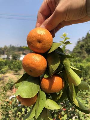 河源这个村柑橘滞销,还剩10多万斤需要帮助!